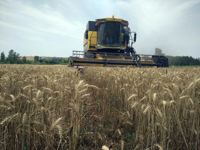 Edirne’de Buğday Veriminde Geçen Yıla Göre Ciddi Düşüş Yaşanıyor