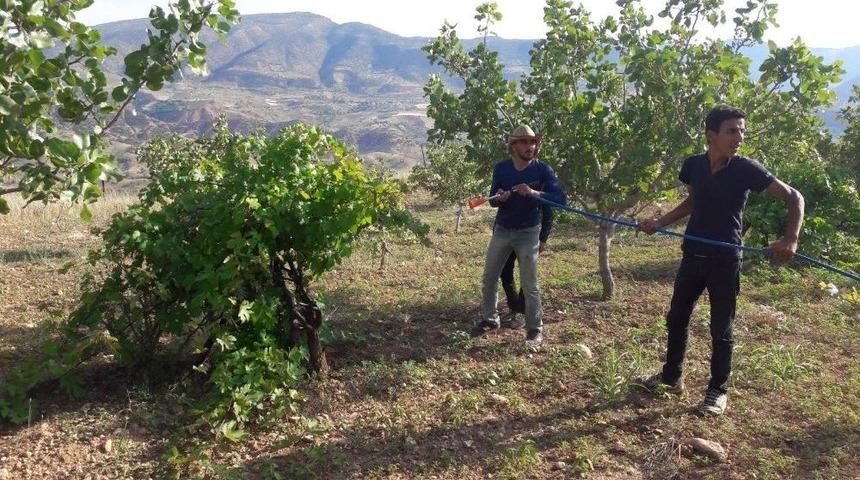 Siirtli &Ccedil;ift&ccedil;iler Bağlarında İla&ccedil;lama &Ccedil;alışması Başlattı