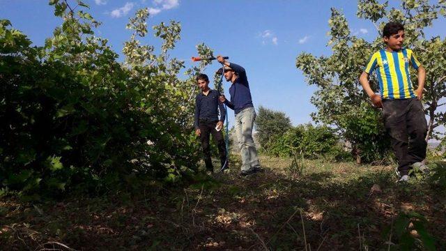 Siirtli Çiftçiler Bağlarında İlaçlama Çalışması Başlattı