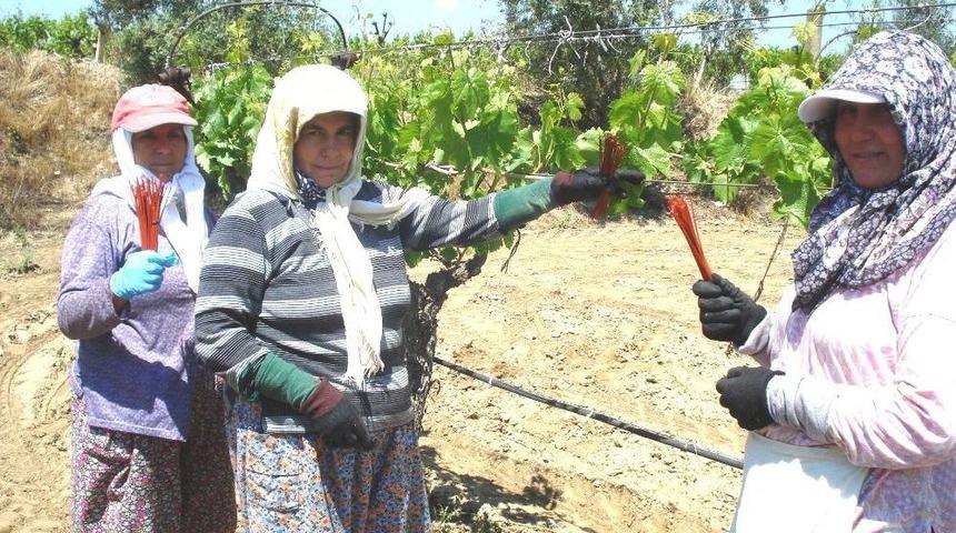 Sarıg&ouml;l&rsquo;de Salkım G&uuml;vesine Karşı Japon Tuzağı