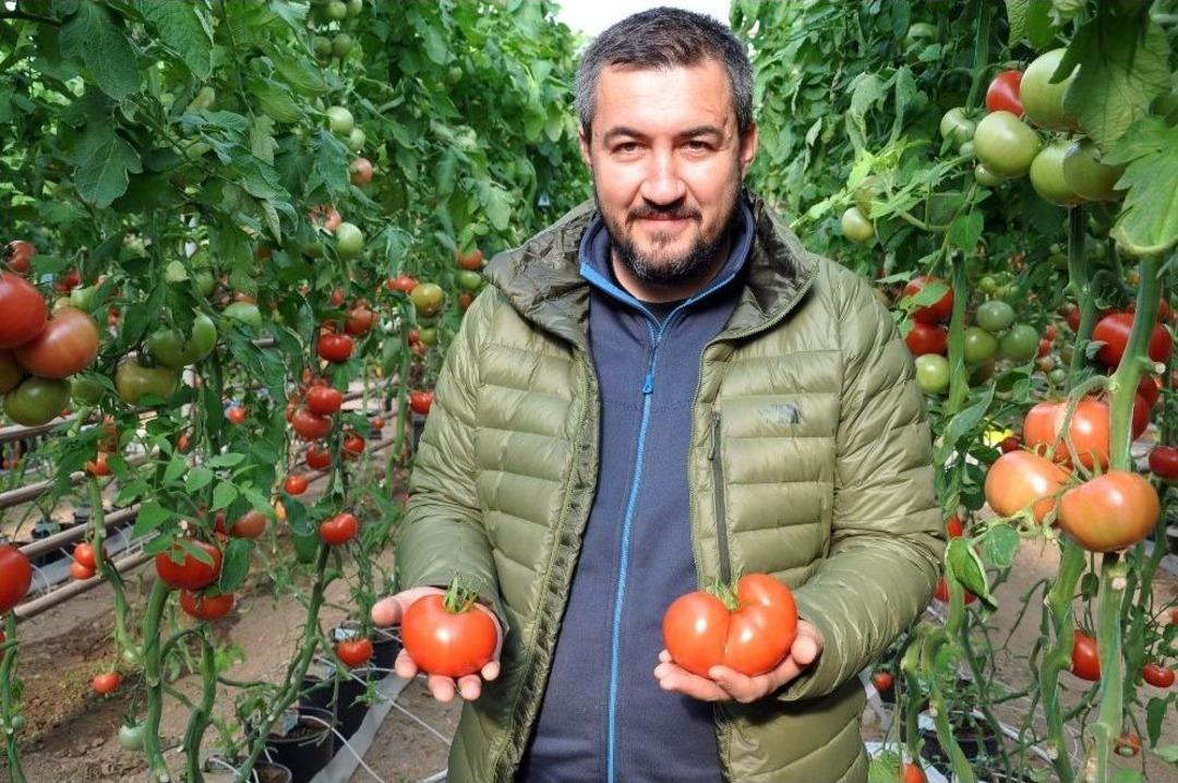 Simav&rsquo;da Jeotermal Enerjiyle Domates &Uuml;retimine İlgi