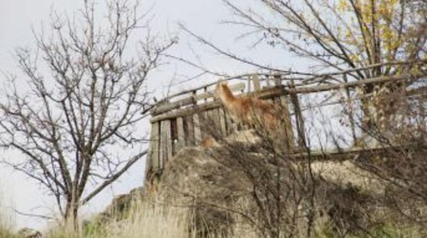 Yaban Ke&ccedil;isi K&uuml;t&uuml;phanenin Bah&ccedil;esine Girdi