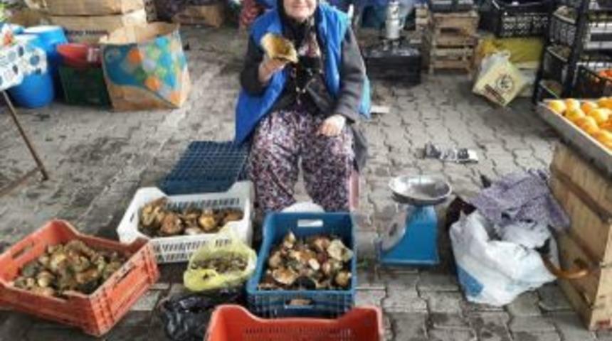 Melki Mantarı K&ouml;yl&uuml;n&uuml;n Ge&ccedil;im Kaynağı Oldu