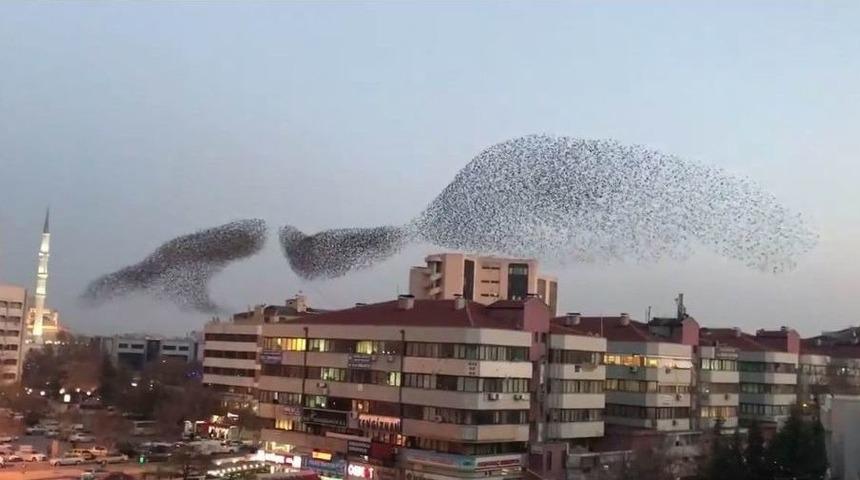 Konya Semalarında Sığırcık Kuşlarının M&uuml;thiş Dansı