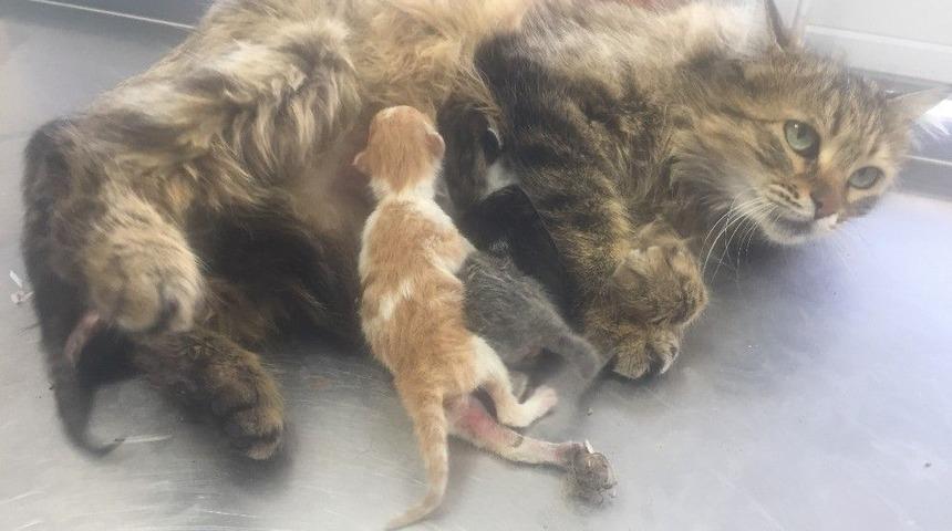 Batman Belediyesi Yavru Kedileri Hayata D&ouml;nd&uuml;rd&uuml;