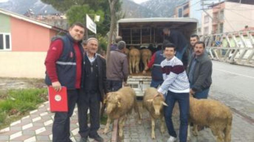 Kırkağa&ccedil;&rsquo;ta Damızlık Ko&ccedil; Dağıtımı