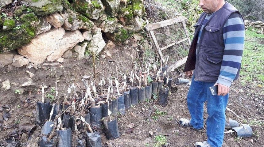 Toprakla Buluşan Fidanlara Yakın Takip