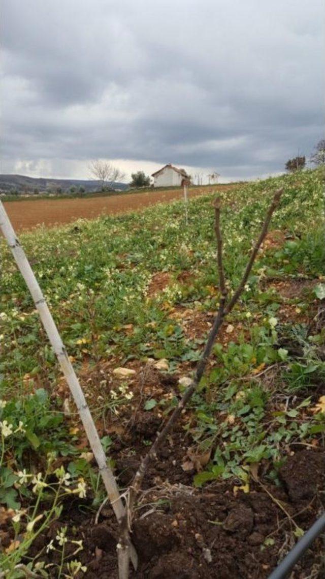 Toprakla Buluşan Fidanlara Yakın Takip