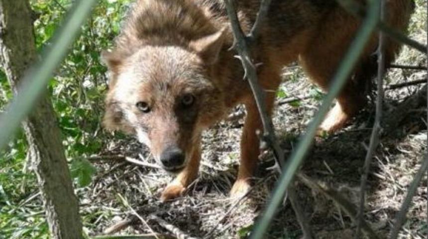 Tuzağa Yakalanan &Ccedil;akalı İtfaiye Kurtardı