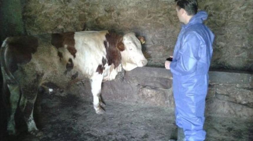 Bitlis&rsquo;te Şap Aşısı &Ccedil;alışması