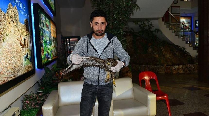 Yaralı Gelen Havyan Sayısı Arttı