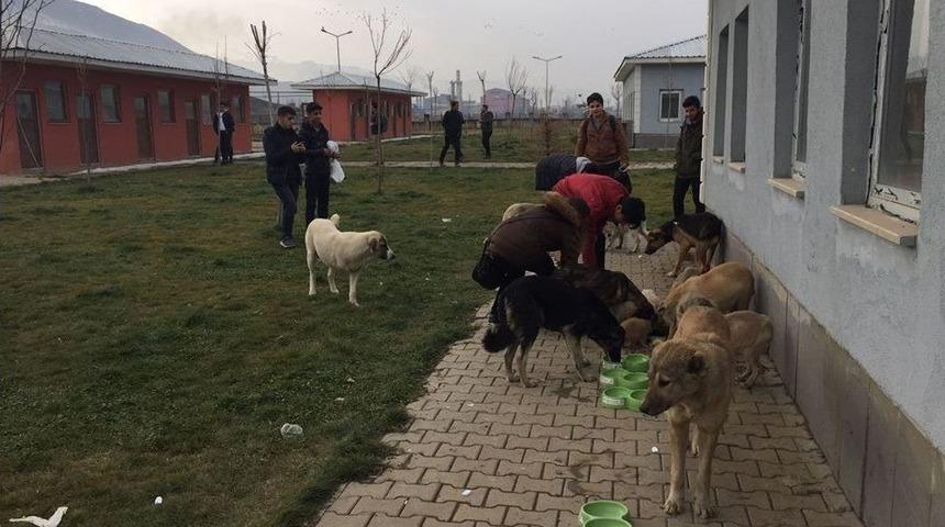 Muş Belediyesinden Sokak Hayvanları A&ccedil;ıklaması