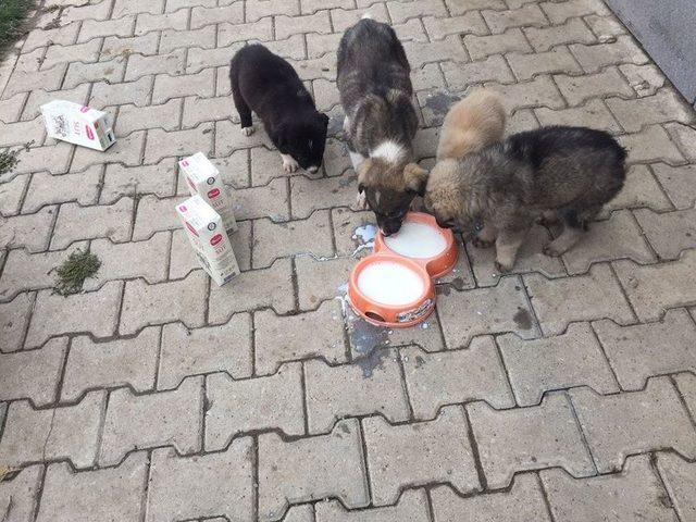 Muş Belediyesinden Sokak Hayvanları Açıklaması