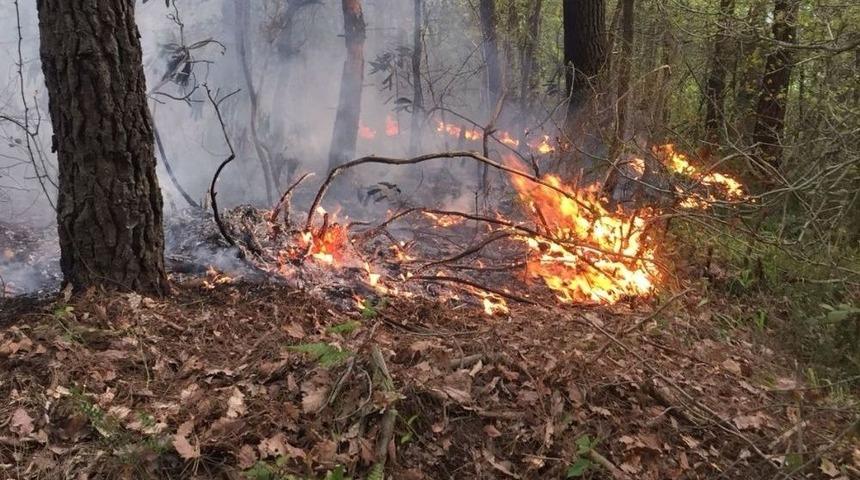 Ordu&rsquo;da Ormanlık Alanda &Ouml;rt&uuml; Yangını