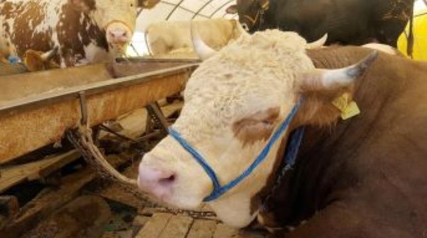 Kop Projesi M&uuml;racaatları 1 Ocak&rsquo;ta Başlıyor