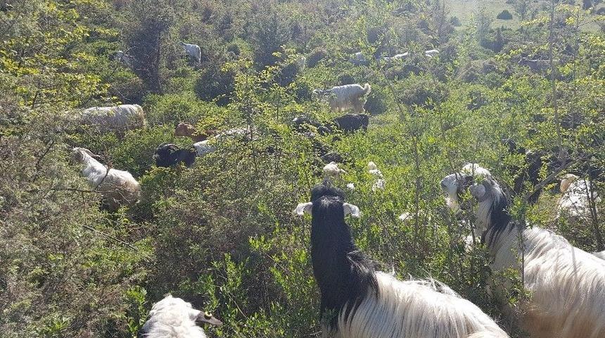 &rsquo;kurnaz&rsquo; &Ccedil;oban Ke&ccedil;ileri Zurna İle Otlatıyor