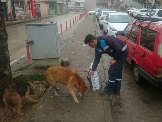 Sokak Hayvanlarına 4 Ton Yem