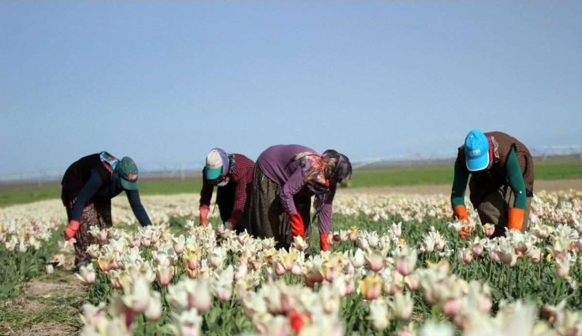 Lale Tarlalarında Kırım Başladı