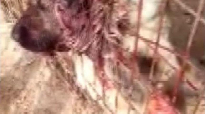 Görenler Gözlerine İnanamadı