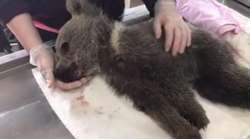 Kars’ta Yavru Ayı Biberonla Besleniyor