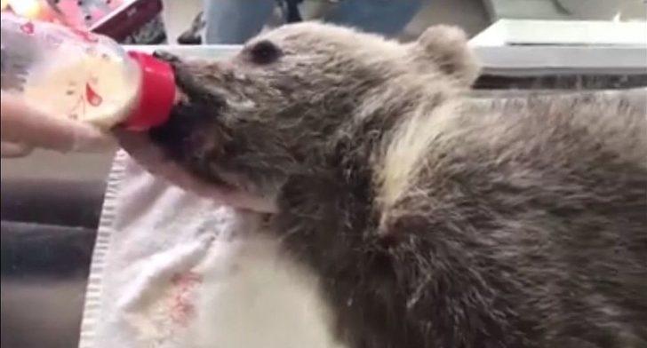 Tedavileri Tamamlanan Yavru Ayılar Uçakla Bursa’ya Gönderildi G5