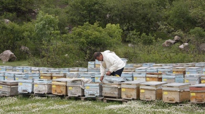 Beyt&uuml;şşebaplı Arıcılar Kato&rsquo;ya &Ccedil;ıkmaya Başladı