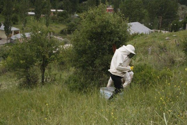 Beytüşşebaplı Arıcılar Kato’ya Çıkmaya Başladı