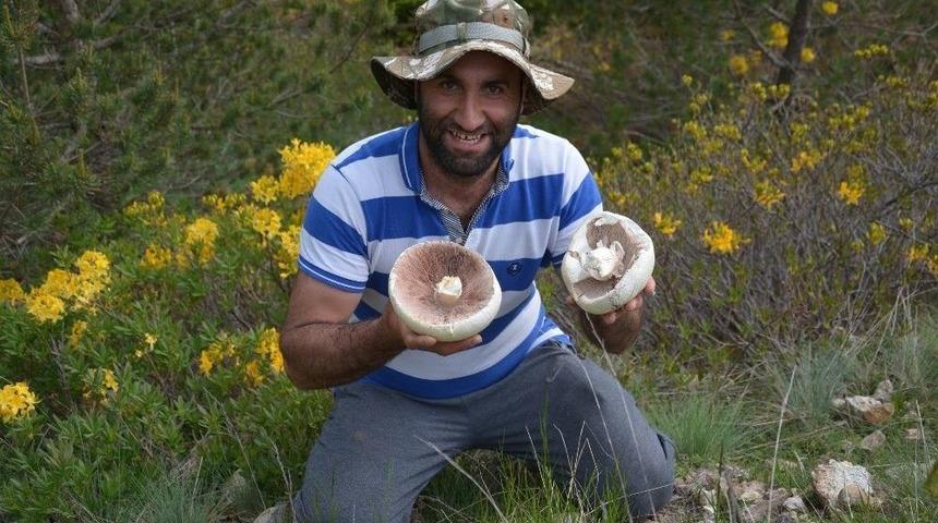 2 Bin Rakımlı Yaylada Mantar Bereketi