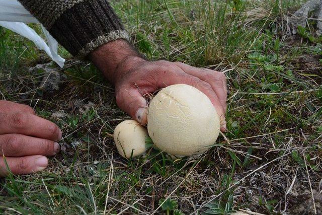 2 Bin Rakımlı Yaylada Mantar Bereketi