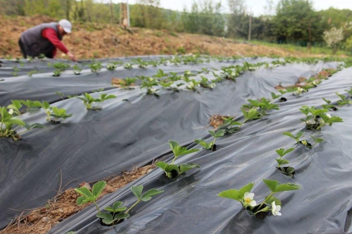 Padişah Sofralarının Vazge&ccedil;ilmezi Osmanlı &Ccedil;ileği G&uuml;n Sayıyor