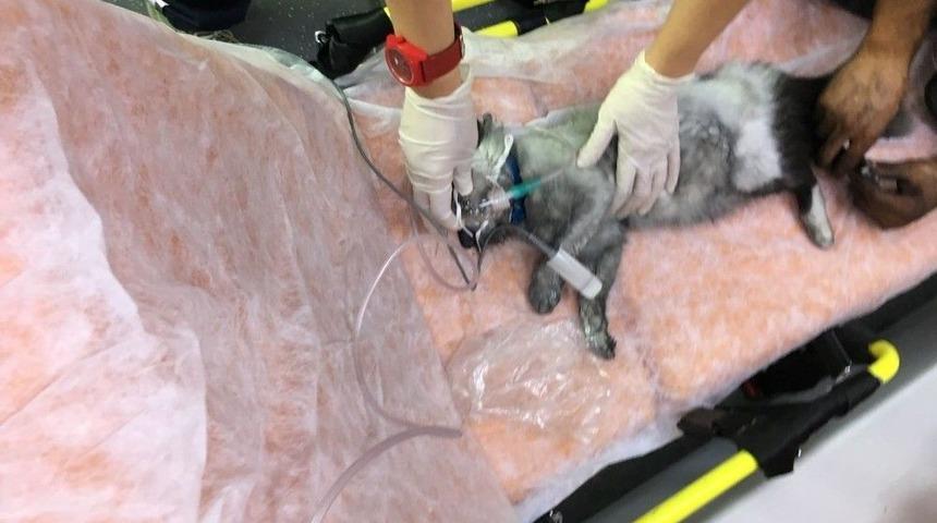 Yangından Kurtarılan Kedi, Kalp Masajıyla Hayata Tutundu