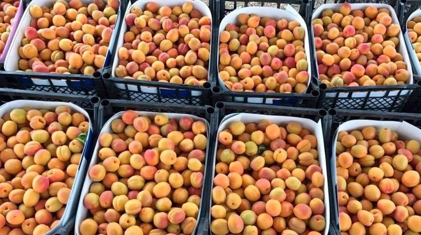 Mut’ta Turfanda Kayısı Hasadı Başladı