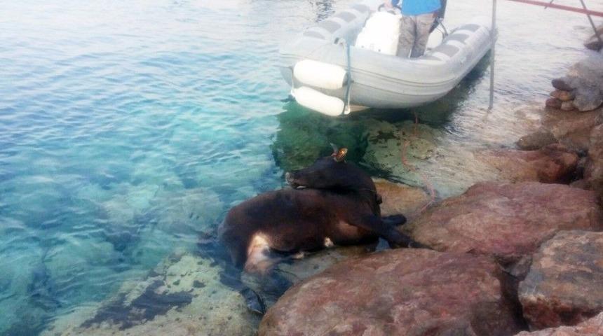 Denizde Dana Kurtarma Operasyonu
