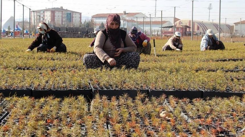 8 İlde 20 Milyon Fidan Toprakla Buluşacak