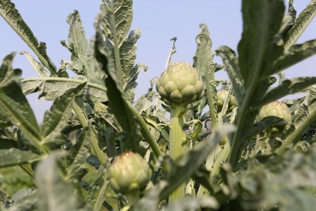 Bu Enginar G&ouml;renleri Hayrete D&uuml;ş&uuml;r&uuml;yor