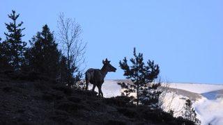 Giresun’da 2 Erkek Kızıl Geyik Doğaya Salındı