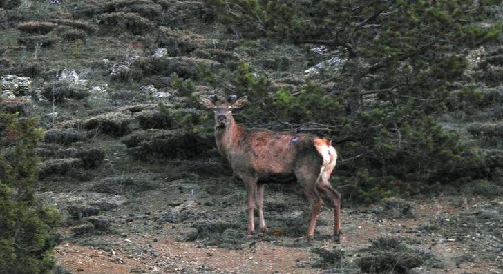 Giresun’da 2 Erkek Kızıl Geyik Doğaya Salındı G2