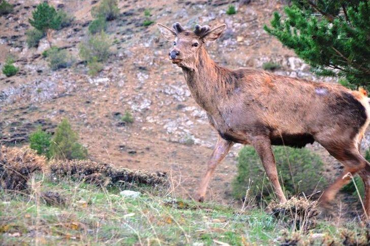Giresun’da 2 Erkek Kızıl Geyik Doğaya Salındı G3