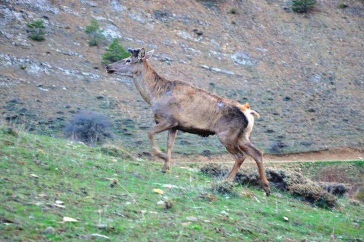 Giresun’da 2 Erkek Kızıl Geyik Doğaya Salındı G4