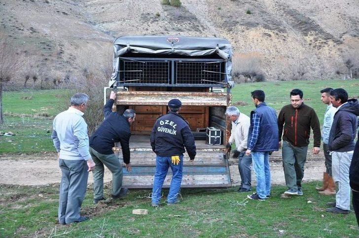 Giresun’da 2 Erkek Kızıl Geyik Doğaya Salındı G5
