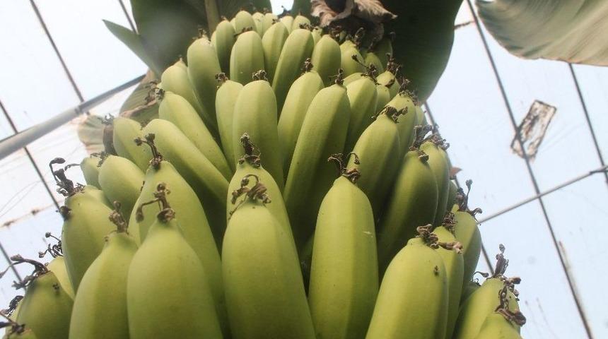 Mut&rsquo;ta &Ccedil;i&ccedil;ek Muz Sezonu Başladı