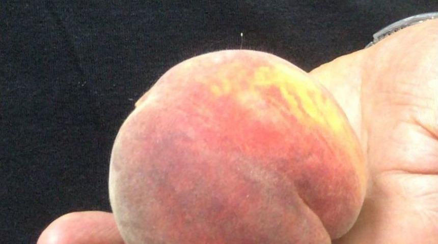 3 Bin Yılda Bir A&ccedil;an &rsquo;udumbara &Ccedil;i&ccedil;eği&rsquo; Şeftali &Uuml;zerinde Bulundu