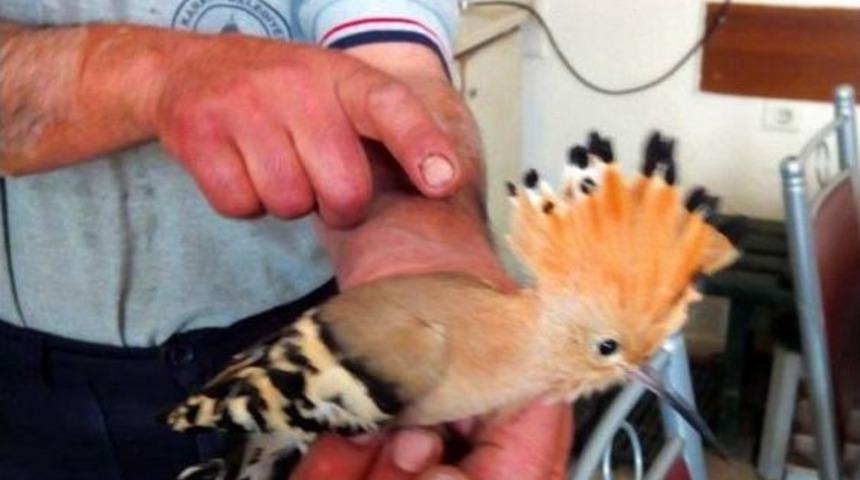 Yaralı İbibik Kuşu, Koruma Altına Alındı