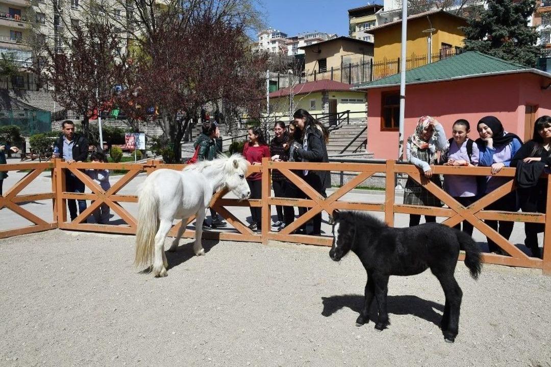 Evcil Hayvanlar Başkentlileri Bekliyor