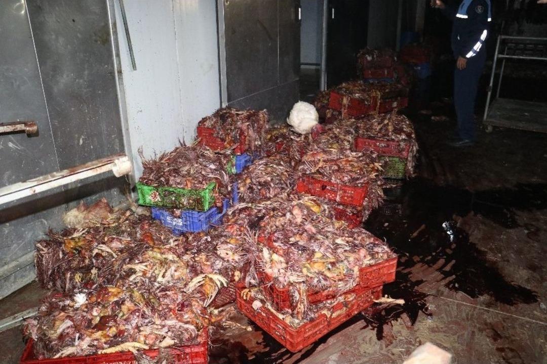 Adana&rsquo;da 3 Ton Kesilmiş Ka&ccedil;ak Tavuk Ele Ge&ccedil;irildi