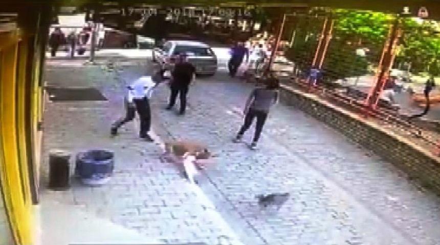 Aydın&rsquo;da Pitbull Dehşeti