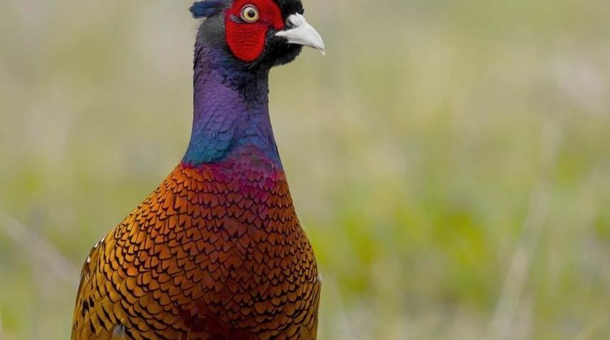 Yılda 14 Bin Adet &Uuml;retilerek Doğaya Salınıyor