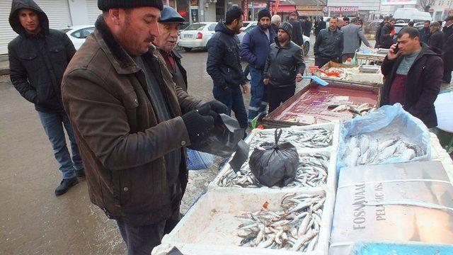 Vatandaşlar Murat Balığına Yoğun İlgi Gösterdi