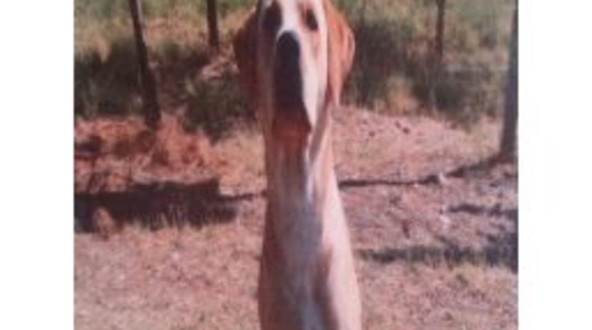 Mayın Arama K&ouml;peği G&uuml;venlik G&uuml;&ccedil;lerinin Hayatını Kurtardı