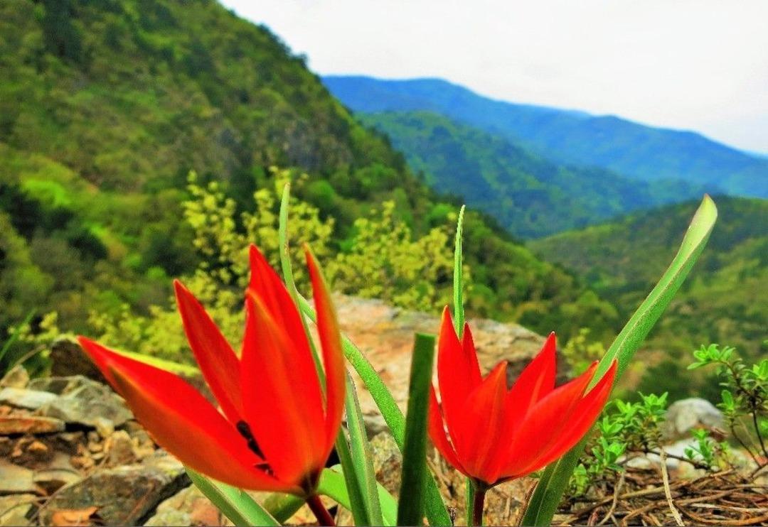 Kazdağları &Ccedil;i&ccedil;ek A&ccedil;tı